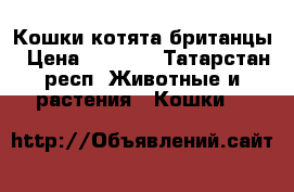 Кошки котята британцы › Цена ­ 2 000 - Татарстан респ. Животные и растения » Кошки   